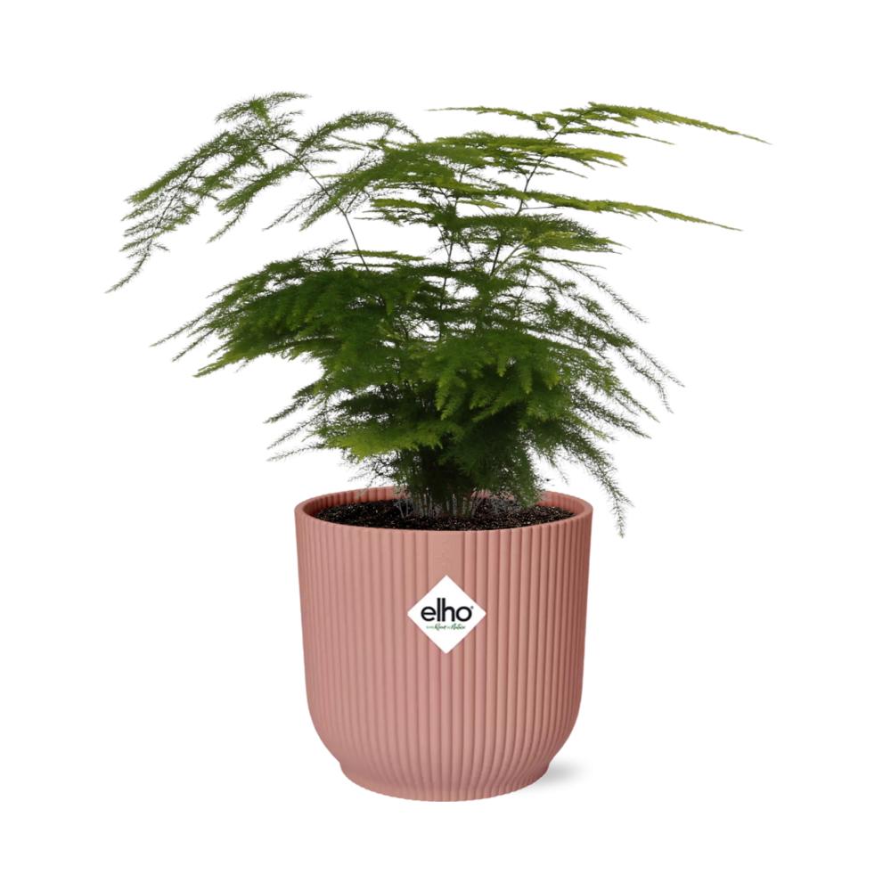 Asparagus Setaceus ‘Plumosus’ in 14 cm pot Elho roze