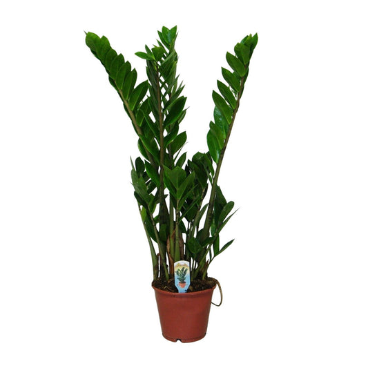 Zamioculcas Zamiifolia - Ø14 - ↨50cm