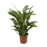 Spathiphyllum Torelli - Ø17cm - ↕65cm