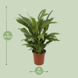 Spathiphyllum Torelli - Ø17cm - ↕65cm