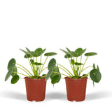 2x Pilea Peperomiodes - Pannekoekenplant - 20cm - ø12