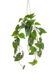 Kunstplant - Philodendron scandens - 80 cm
