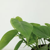 2x Philodendron Scandens - 15cm - ø12