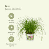 2x Cyperus Alternifolius  - Kattengras - 20cm - ø12